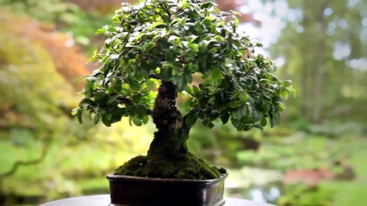 Csodaszép Bonsai fák egy japán botanikus kertből!