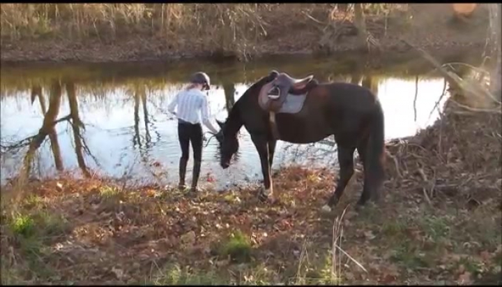 Így küzdi le a ló a víziszonyát