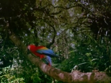 Imax - Trópusi Esőerdő (Teljes film)