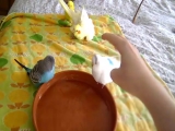 Cockatiels and budgies bathing