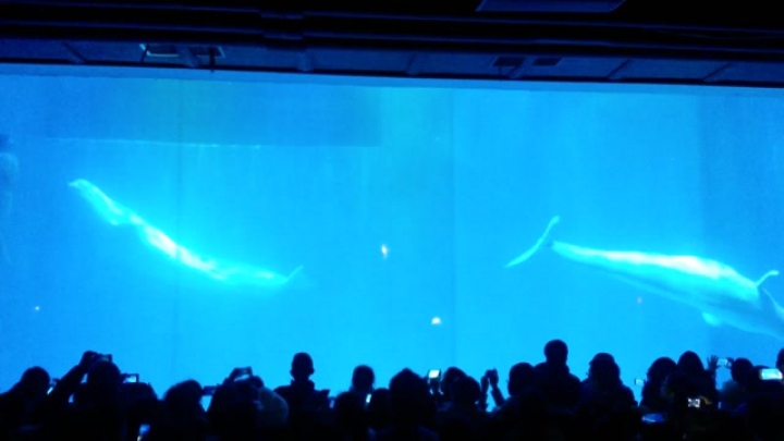 Kina, Harbin Polarland: Beluga show