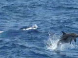 delfin-hydráról visszafelé
