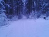 Walk through the winter forest
