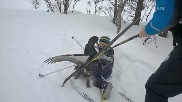 Síelőkre támadt a siketfajd