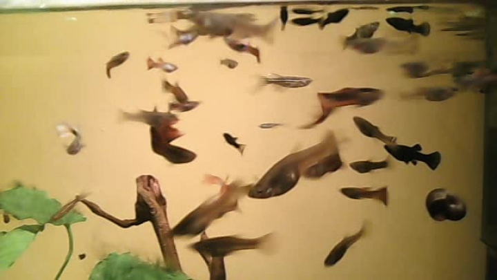Akvárium saját guppik
