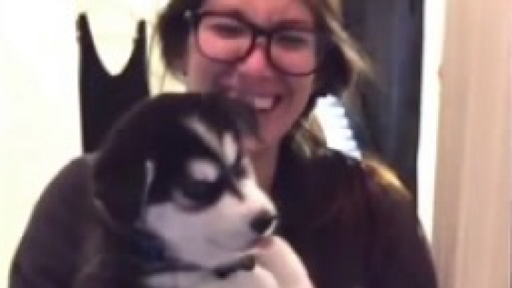 Cuki beszélő husky kiskutya