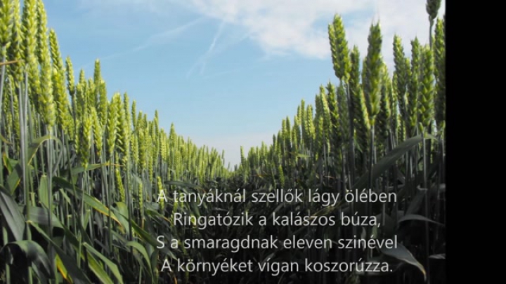 Az alföld