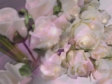 A fehérnél is halványabb árnyalat   Fehér rózsák
