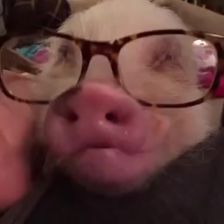 Dr. röfi