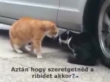 Szakító macskák (Talking cats - hungarian...