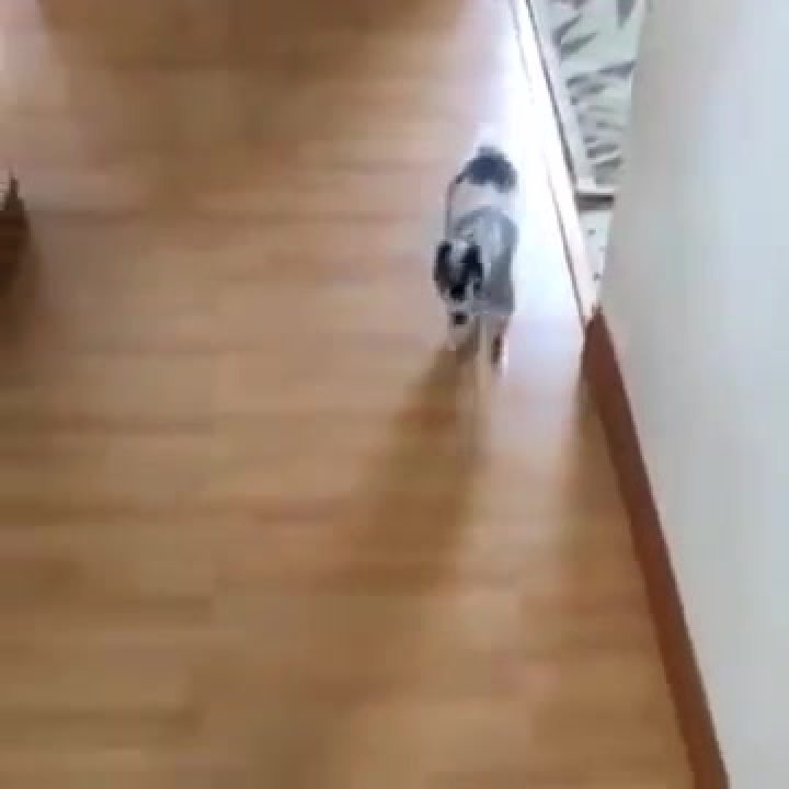 Bébi kecske imdája a perkettát