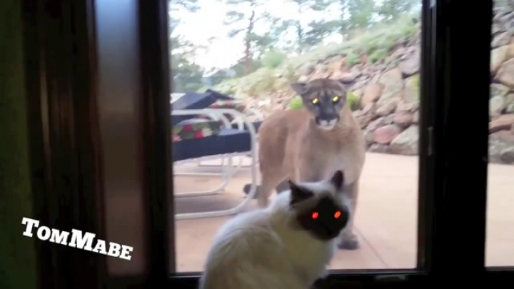 A puma az üvegajtón keresztül néz be a lakásba