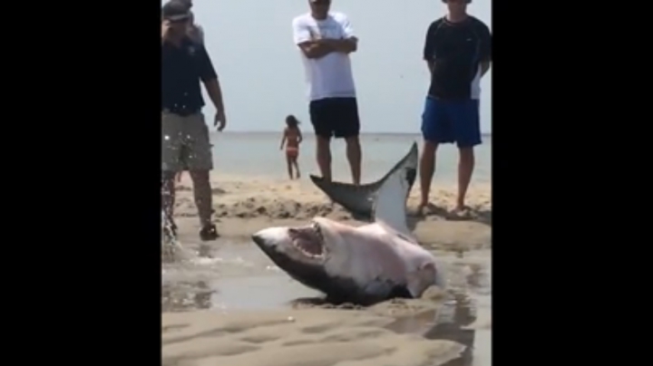 Véletlenül a partra került egy cápa