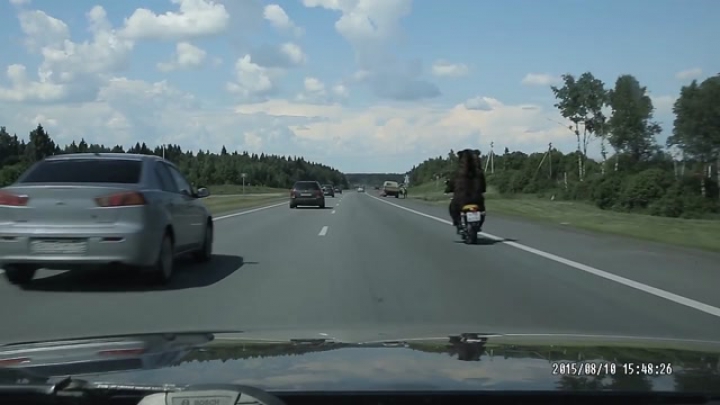 Medvék motoroznak az orosz utakon