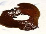 Nanotyrannus - a T.rex riválisa?