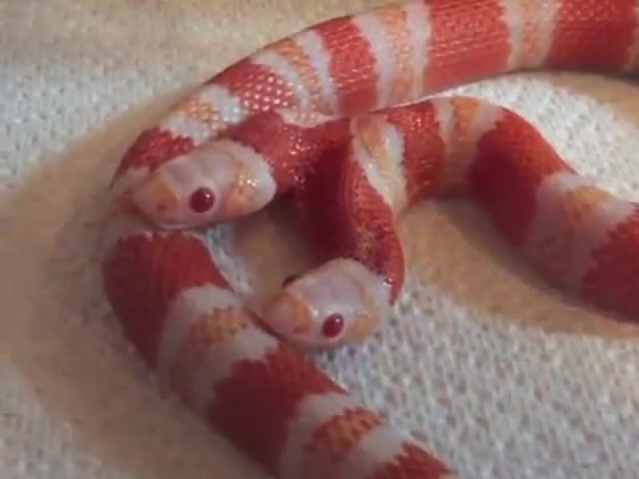 Kétfejű albínó kígyó