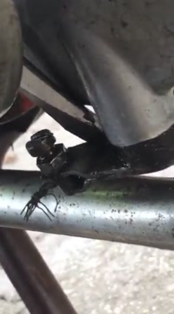 video-1442324616