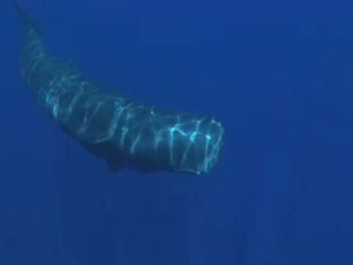 Whale_fart