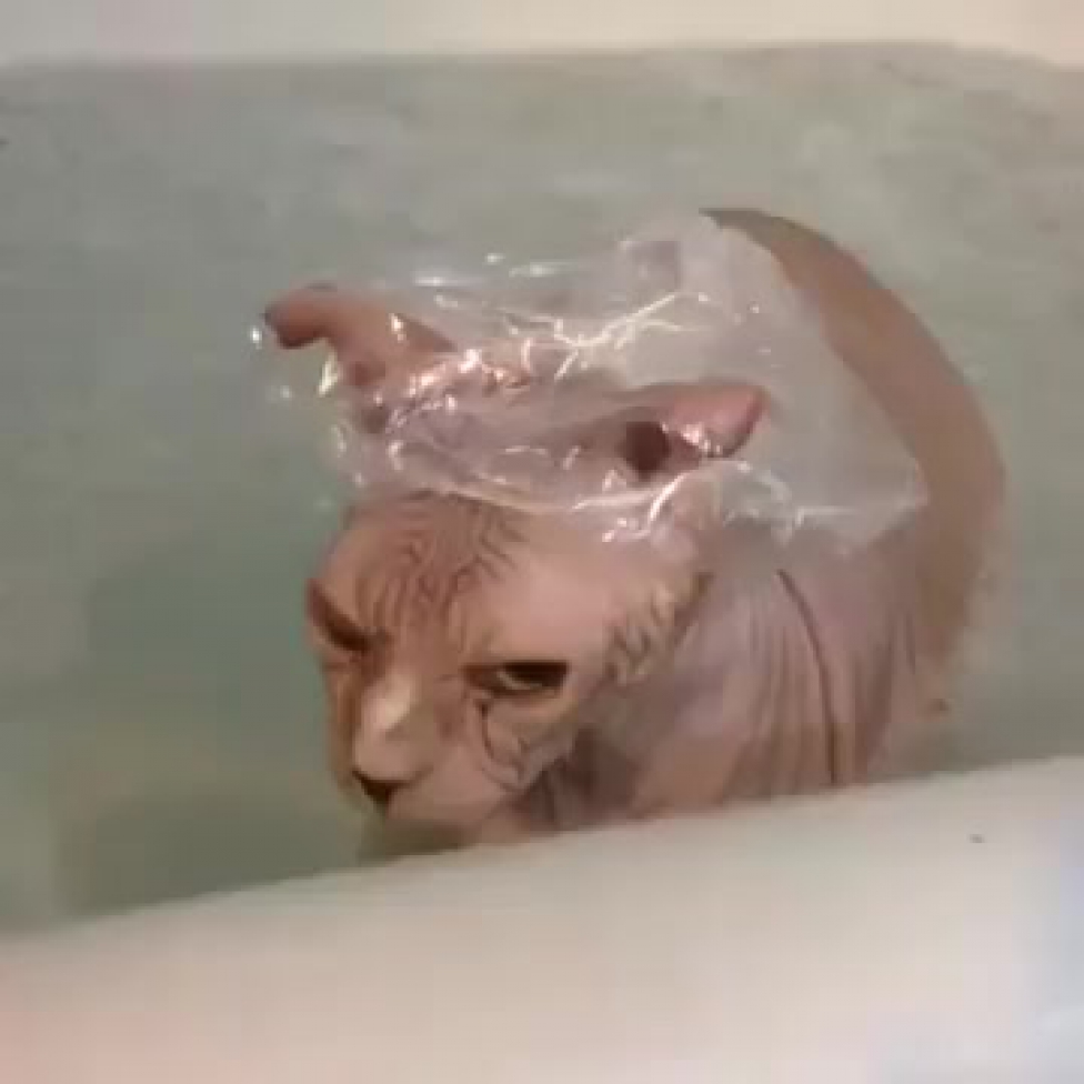 мокрый сфинкс. кошка моется. сфинкс купается. кот в ванной. донской сфинкс купание.
