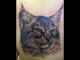Tattoo cicák