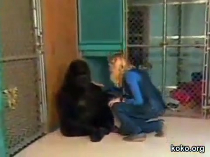 Koko a gorilla sír a cicája elvesztése miatt