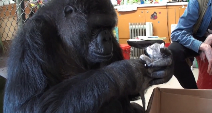 Koko a gorilla új kiscicát választhat magának