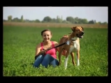 Kutyasétáltatás Fehérváron