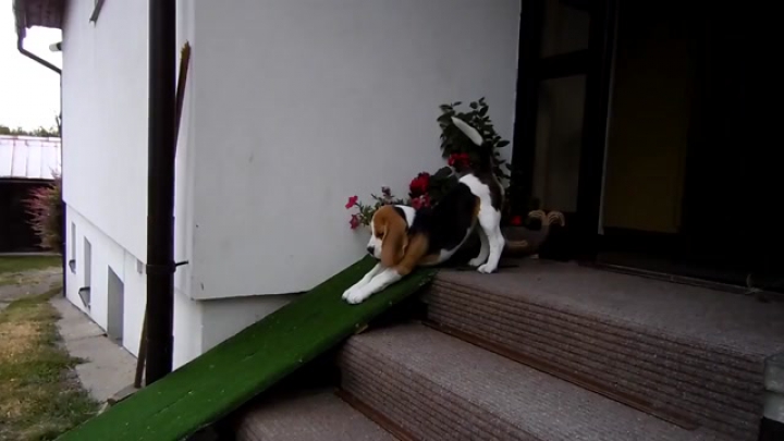 Imádnivaló beagle lecsúszik a rámpán