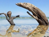 Driftwood art from Hungary by Tamas...