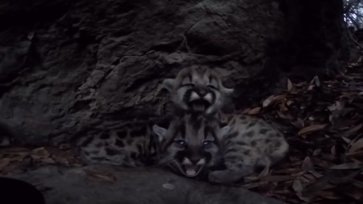 Két cuki pumakölyök ijesztő akar lenni