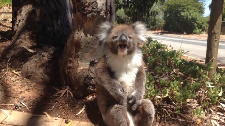 Így hisztizik egy koala