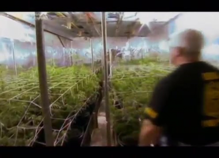 A legjövedelmezőbb haszonnövény a marihuána