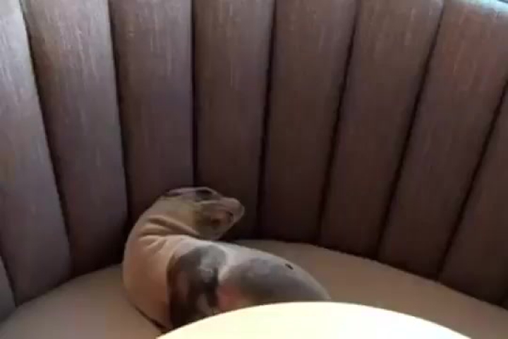 Tengeri fóka bébi egy San Diego-i étterembe