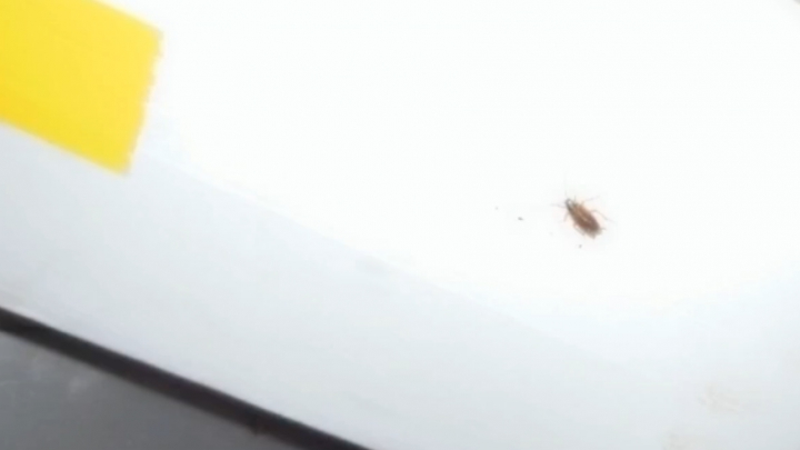 Csótányok miatt függesztette fel egy pékség működését a NÉBIH