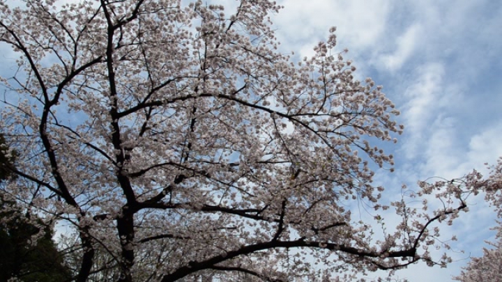 Japan, Tokio: Cseresznyeviragzas az Ueno parkban
