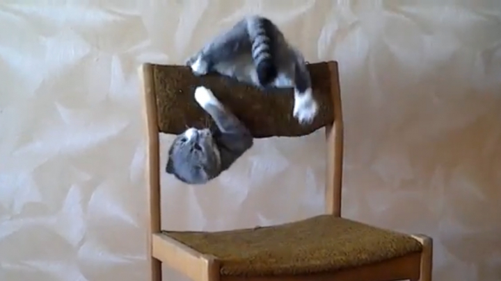 Őrült akrobata macska