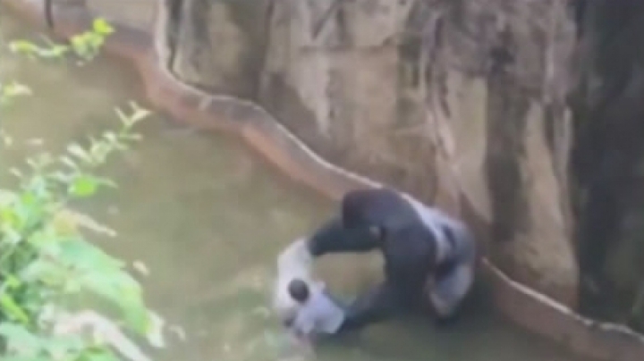 Lelőttek egy 17 éves gorillát egy 4 éves kisfiú megmentése érdekében