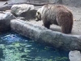 Segítség!!! Kihúzta a vízből a madarat a medve