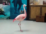 Pinky a tampai vidámpark táncoló flamingója