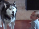 Így beszélget a baba a kutyával