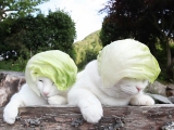 Salátafejű macskák