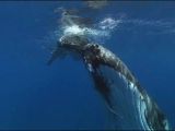 Whales- zene: Kitaro - Estrella