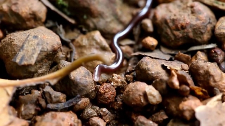 Ilyen a világ legkisebb kígyója