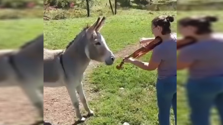 Rázendített a szamár