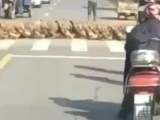 Amikor 20 ezer kacsa egyszerre kel át az úton