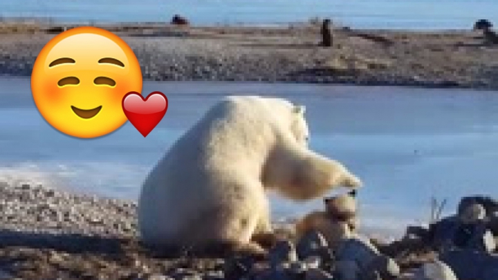 Igen ez egy jegesmedva aki egy kutyát simogat