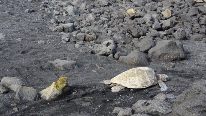 Hawaii, Big Island: teknocok a Black Sand Beachen