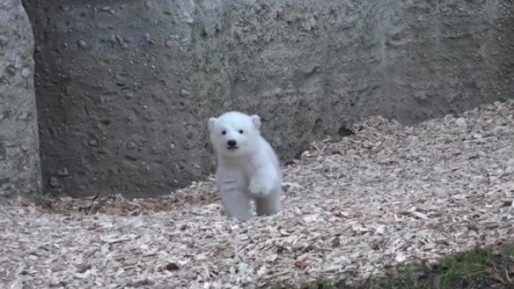 Egy jegesmedvebocs első lépései a szabadban