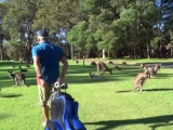 Ilyen sok kengurut még golfpályán nem láttál