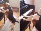 Vicces Beagle zongorázik és énekel is